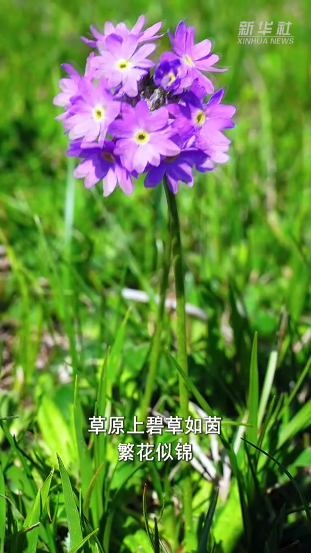 新疆喀拉峻草原:野花深处马蹄轻