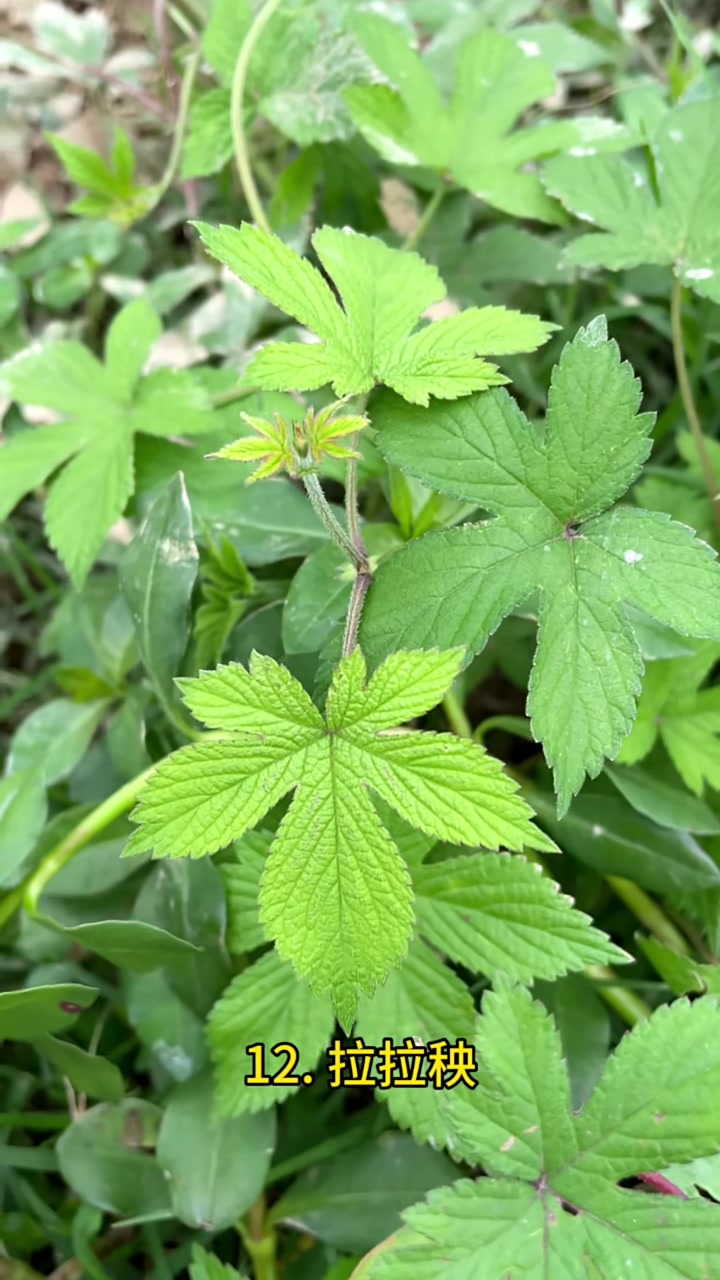 野外实拍19种中草药,你认识多少种?