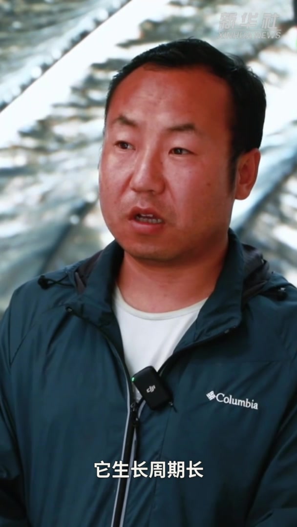 甘肃岷县:高原羊肚菌喜获丰收