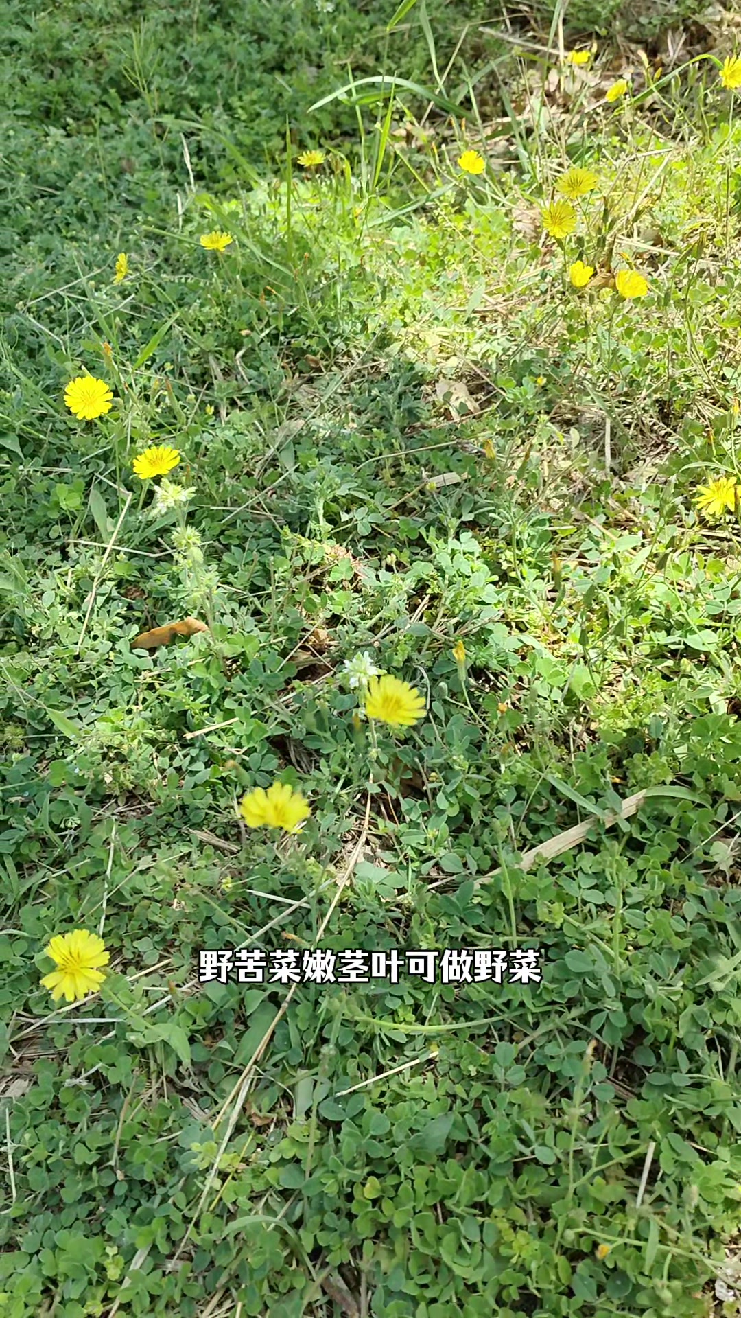 中华苦荬菜人称“天然左氧拂沙星”,可凉拌、炒茶,拍给大家看看