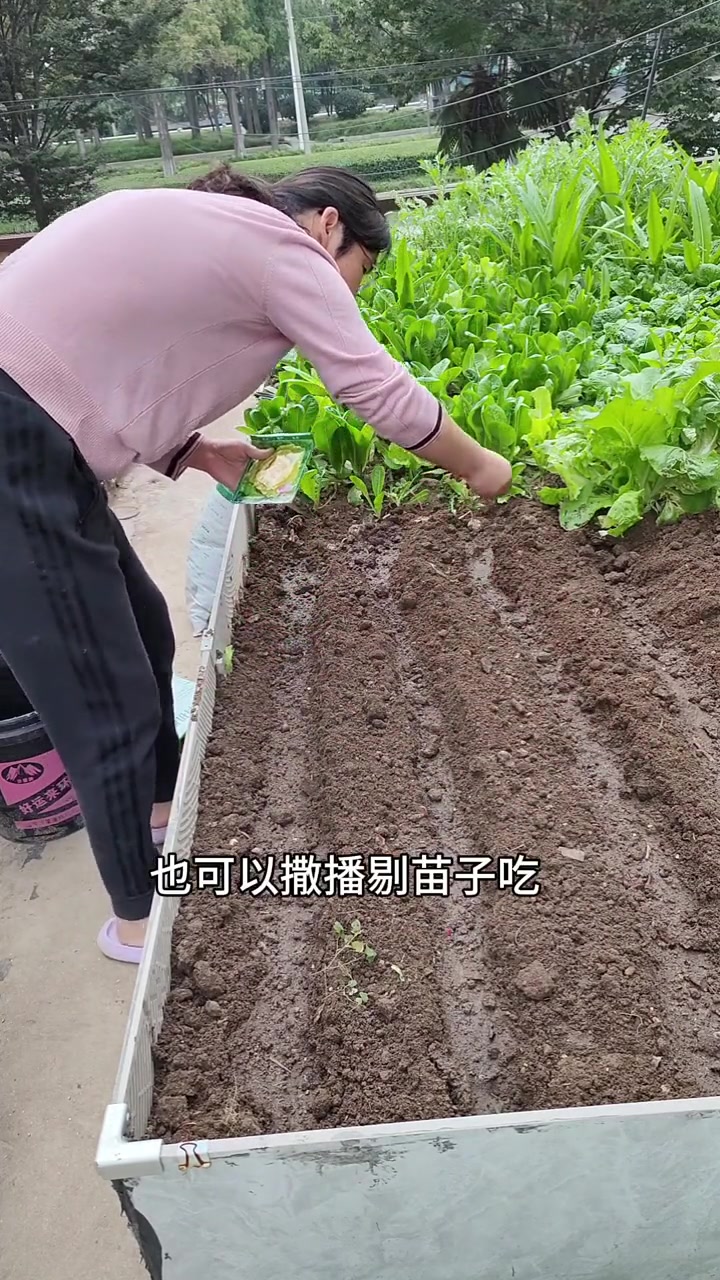 蔬菜种的好,一定是底肥用的足,厨余垃圾肥水如何作为底肥。今天就种点黄心菜