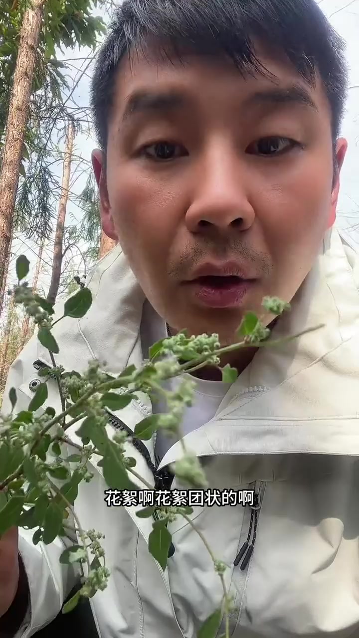 曼陀罗，灰灰菜，野茼蒿