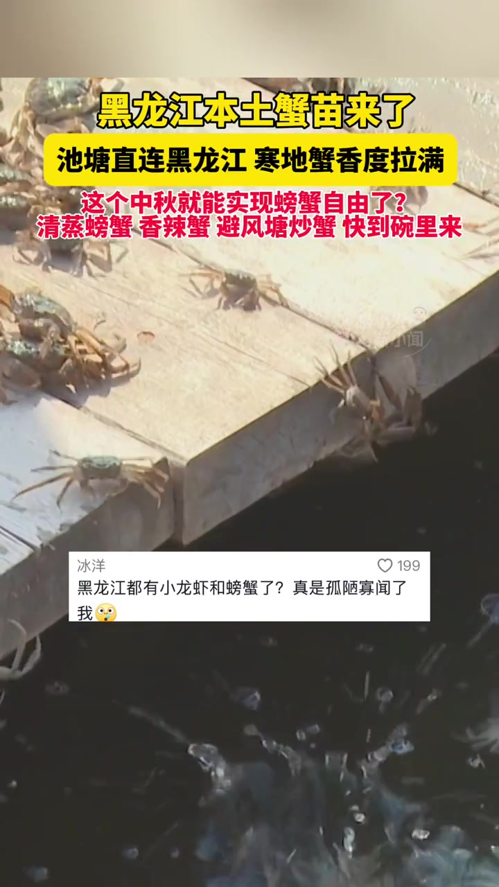 5月13日黑河,黑龙江本土蟹苗来了,池塘直连黑龙江,寒地蟹香度拉满,这个中秋就能实现螃蟹自