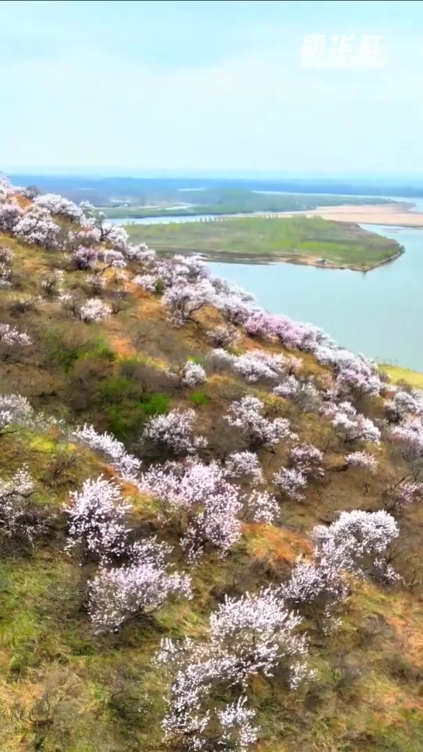 「千城胜景|吉林扶余:赴一场杏花之约」近日,吉林省扶余市南鹰山的杏花进入盛花期。近千亩粉白