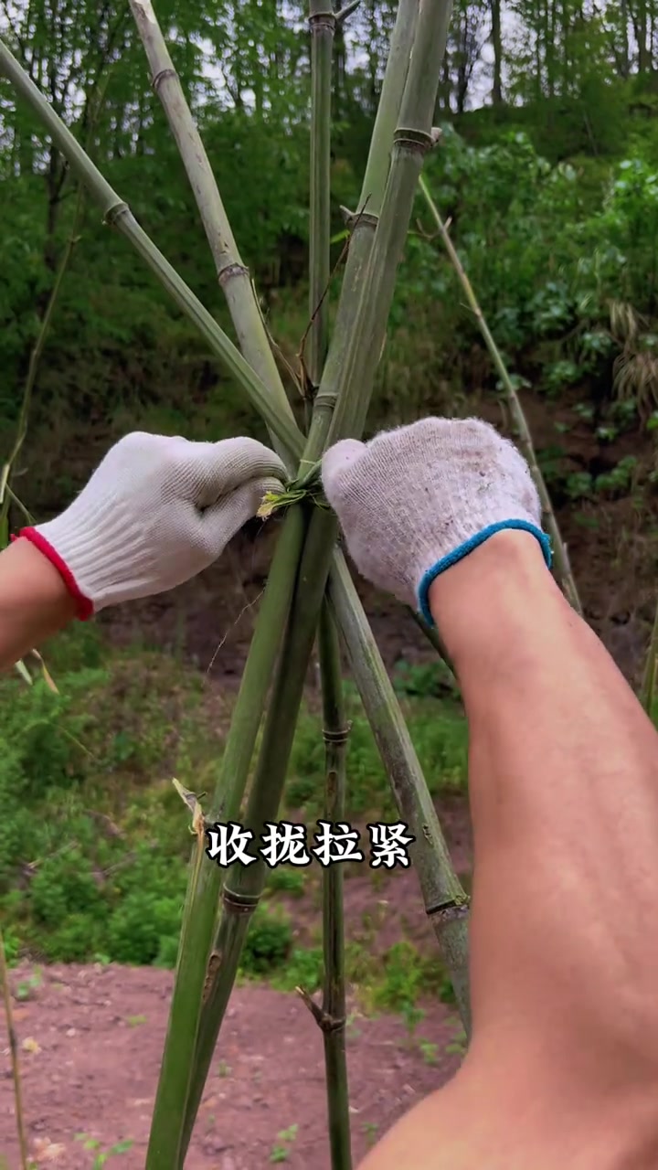 超实用蔬菜搭架详细讲解!