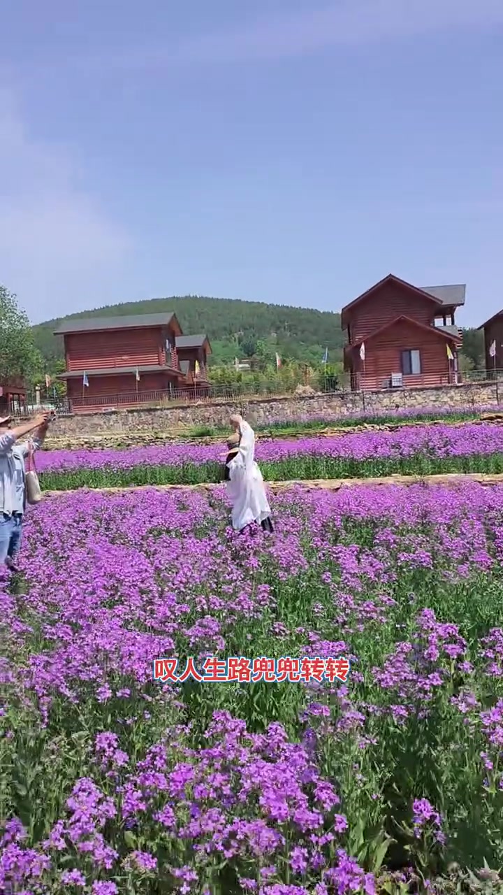 费县朱田镇天蒙药谷紫色油菜花开放，你去打卡了吗