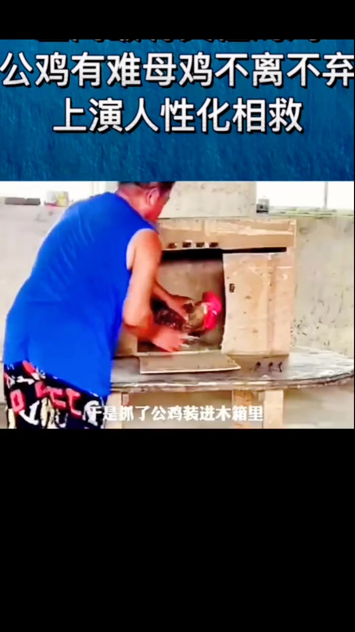 一对无比恩爱的公鸡母鸡！