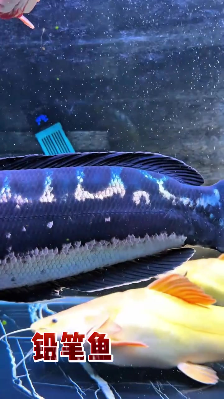 爷爷养的鱼VS我养的鱼6.0 水族 观赏鱼