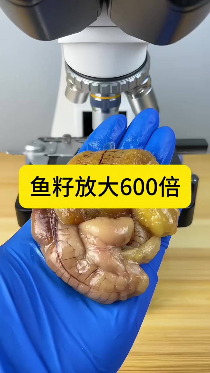 鱼籽放大六百倍,你们是不是都把鱼子丢掉了啊?这可是好东西哦