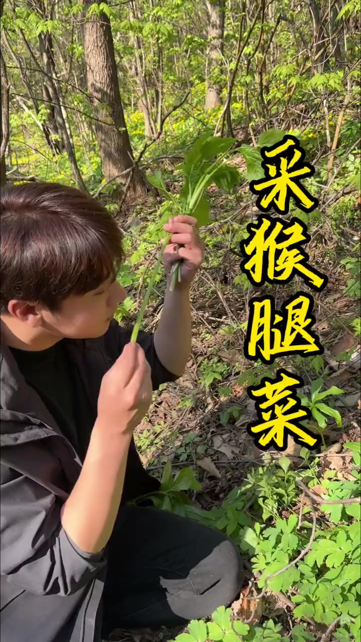 今天上山采猴腿菜,这个菜再不采就老了