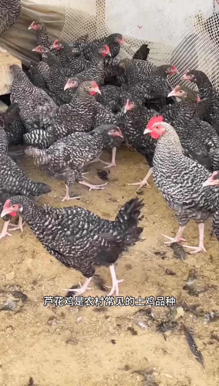 农家饲养的芦花鸡产蛋量高