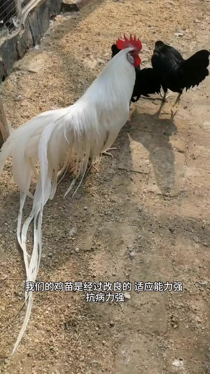 长尾观赏鸡尾巴越长越漂亮