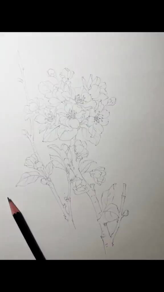 用铅笔画花朵白描图