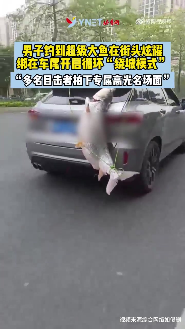 男子钓到超级大鱼在街头炫耀,绑在车尾开启循环绕城模式