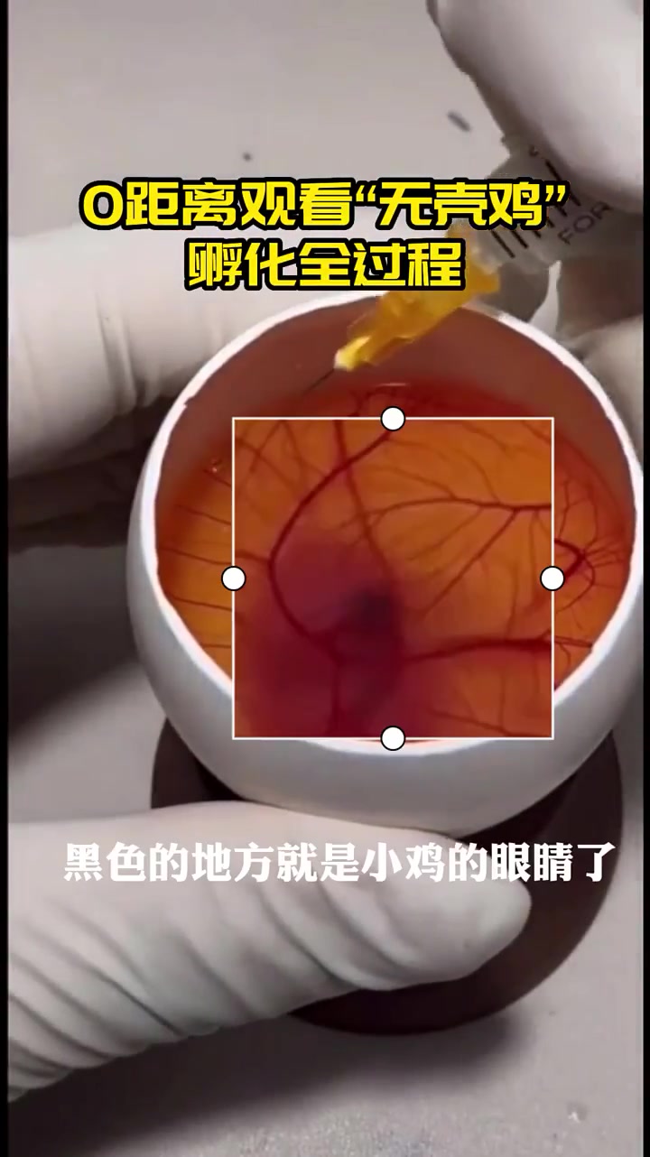 人工孵化鸡蛋,从第一天到21天,全部过程