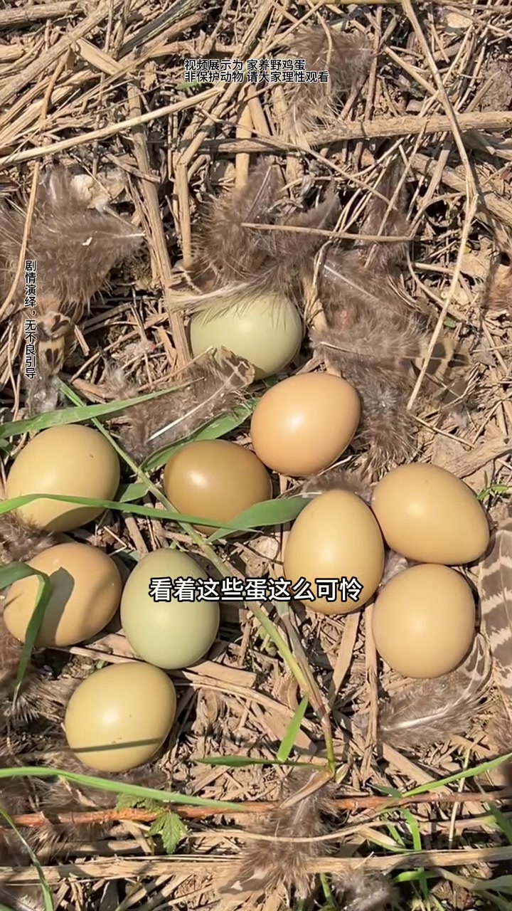 野采黑壳虾的路上,我竟然遇见了好多野鸡蛋