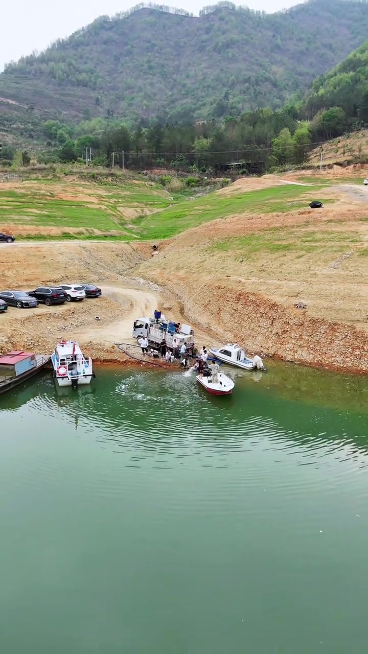 回馈自然,增殖放流,为生态加油,20万尾小脑壳放入红水河,让他们变成大脑壳