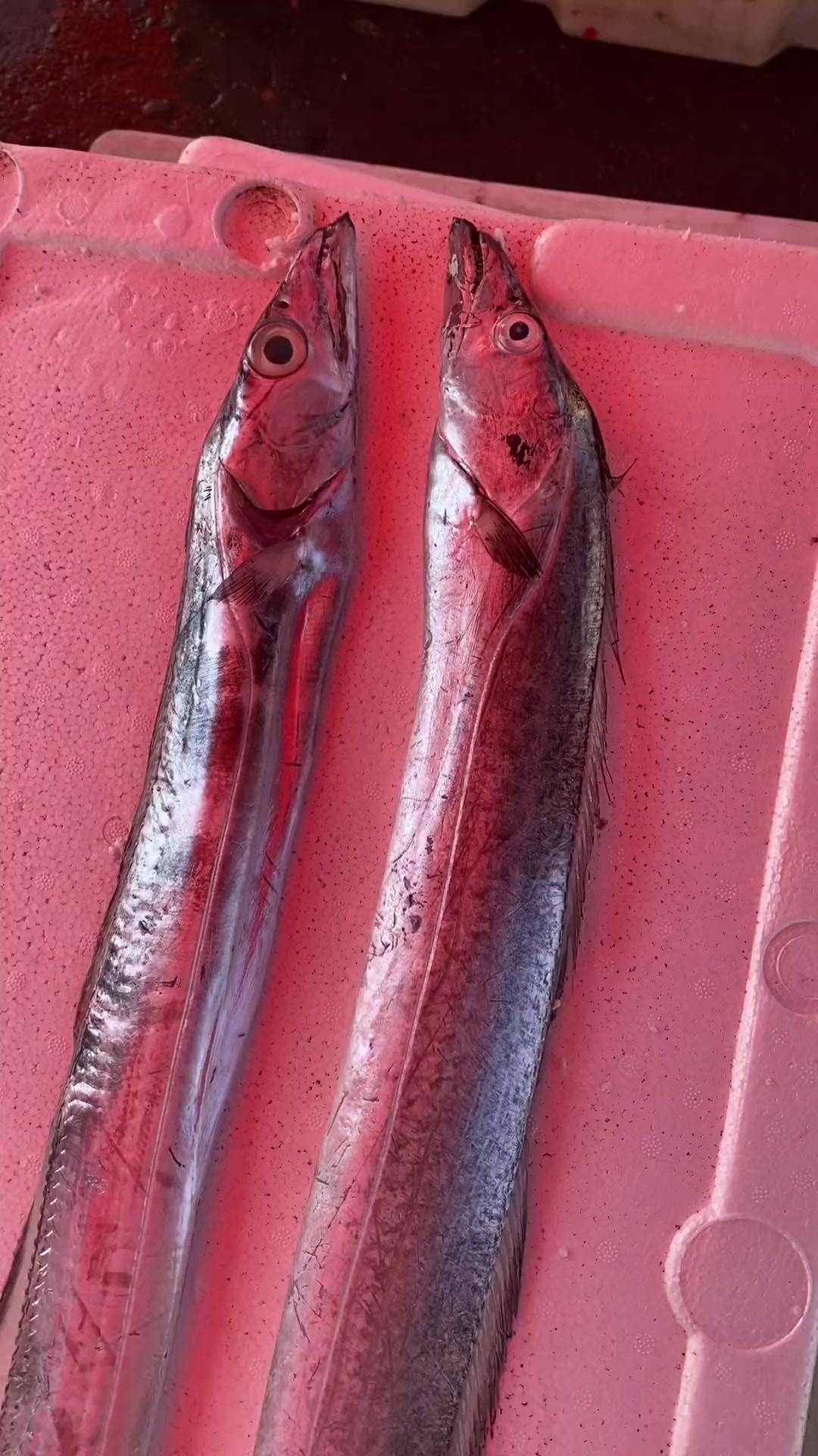 渤海湾刀鱼和南方刀鱼到底怎么区分