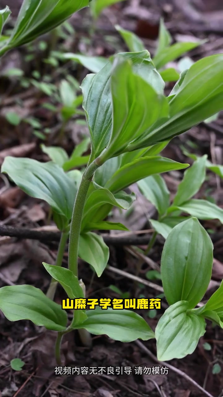 很多人把它的嫩苗当野菜吃,真是太危险了!