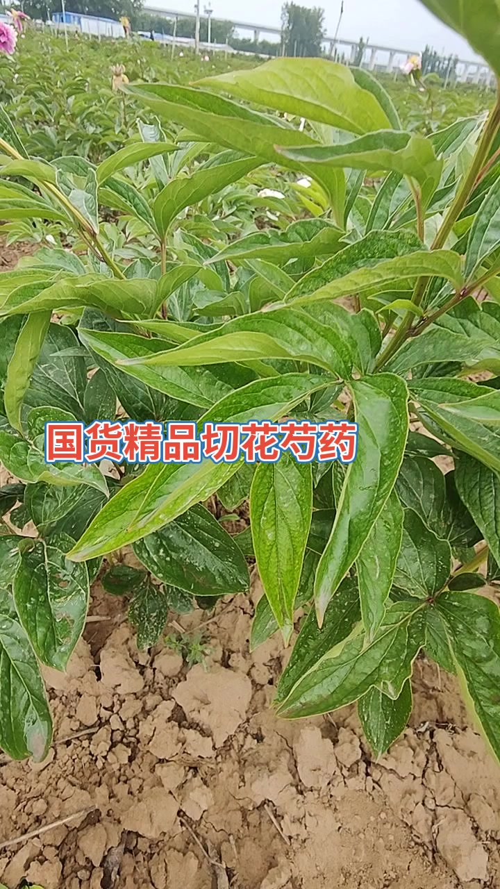 精品切花芍药品种