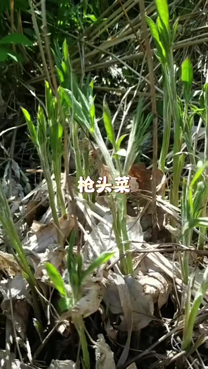 东北最长见的野菜,你吃过几种?东北山野菜