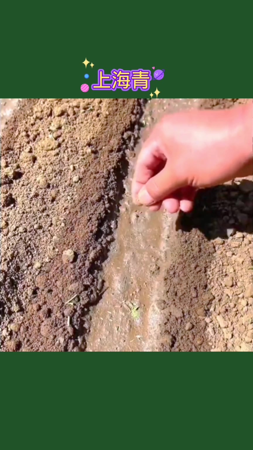 绿娜青梗菜种子推荐,营养丰富种植简单,耐热耐寒有空地空花盆