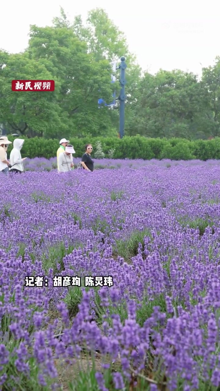 「2025上海薰衣草节开幕 7万株薰衣草进入盛花期」5月17日,2025上海薰衣草节在上海
