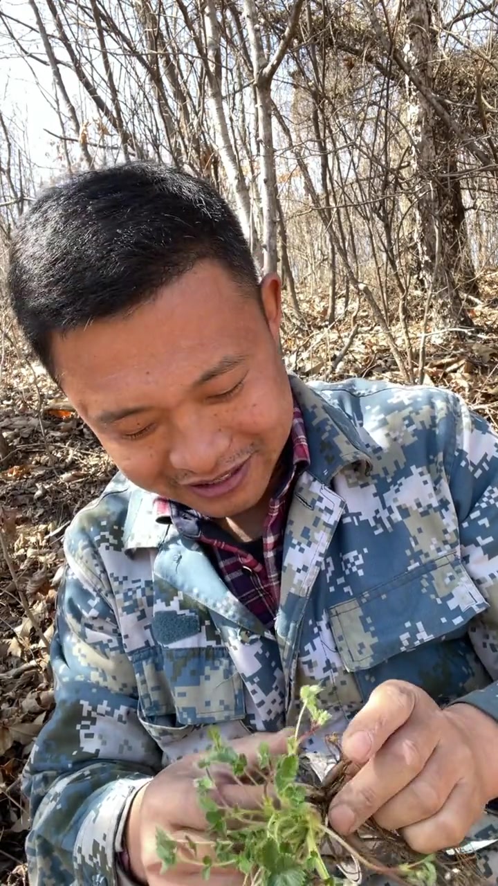 委陵菜，这是我尝过的最好吃的一种中草药了它除了当野菜，还能干嘛用的你们知道吗？