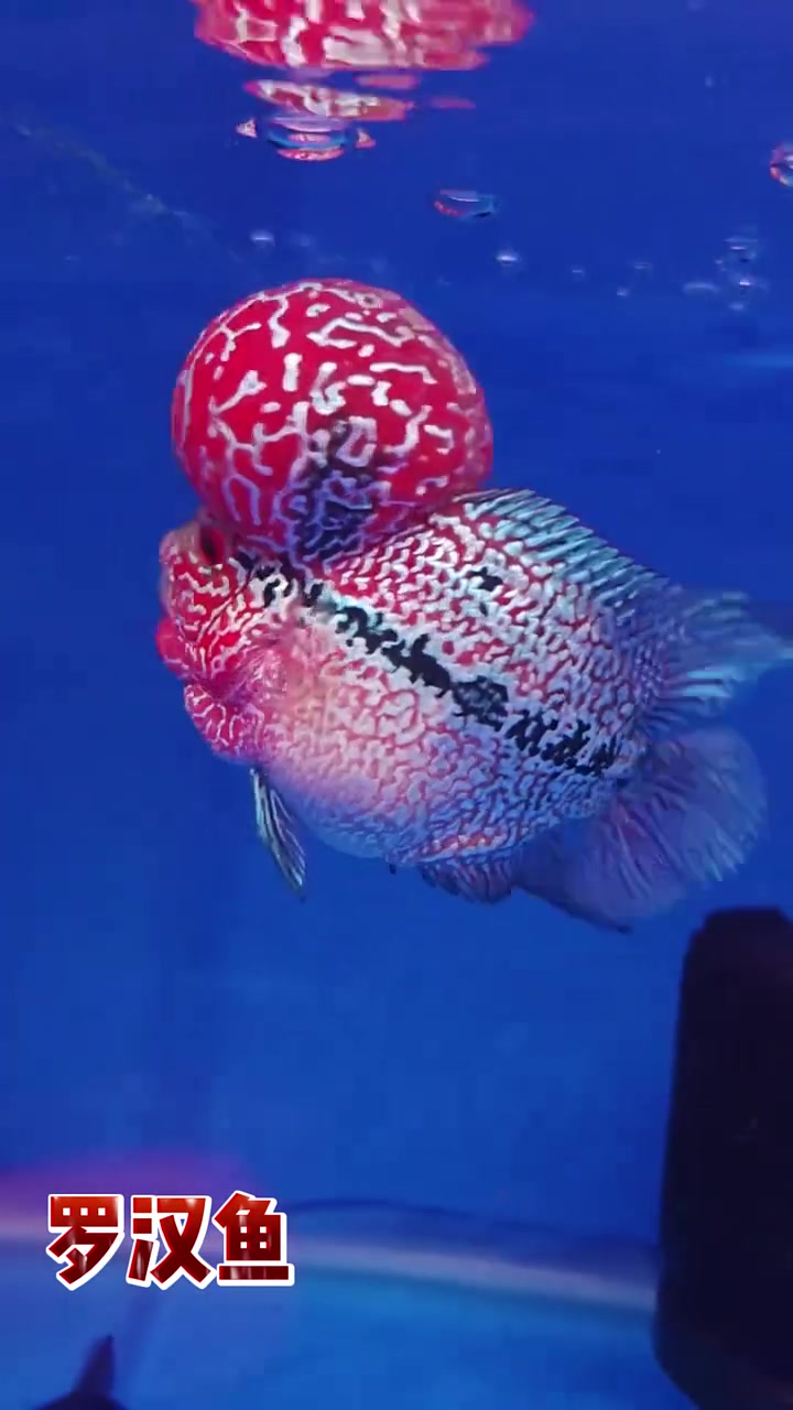 爷爷养的鱼VS我养的鱼7.0 水族 观赏鱼 四海一品龙鱼