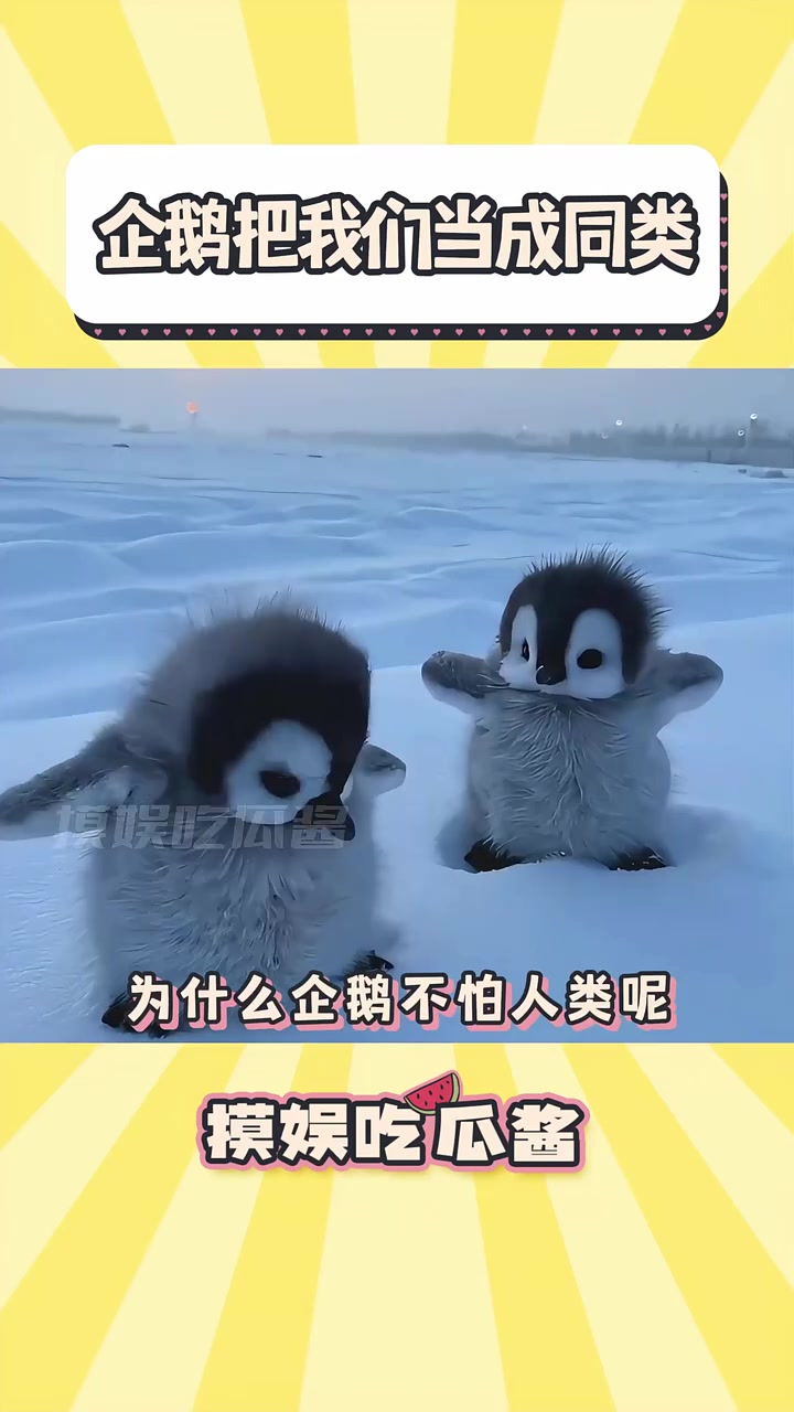 小企鹅好可爱 企鹅 动物的迷惑行为