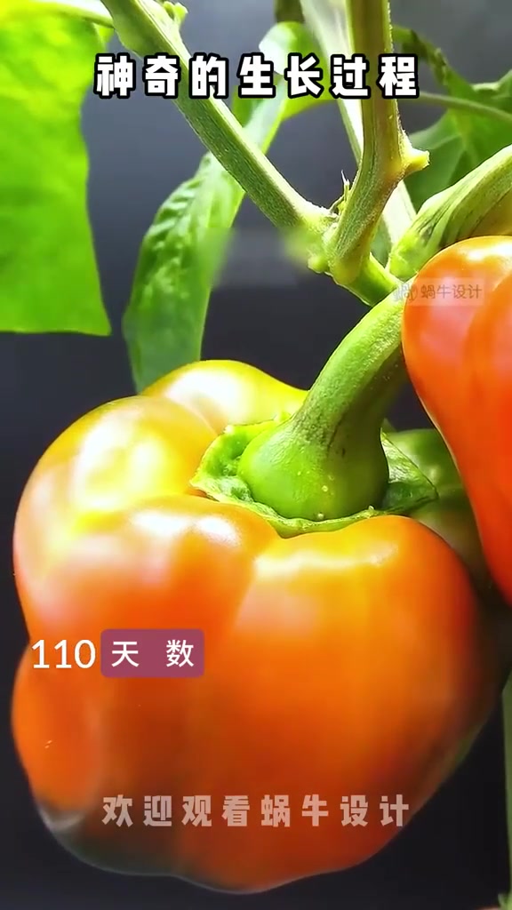 神奇的植物生长过程