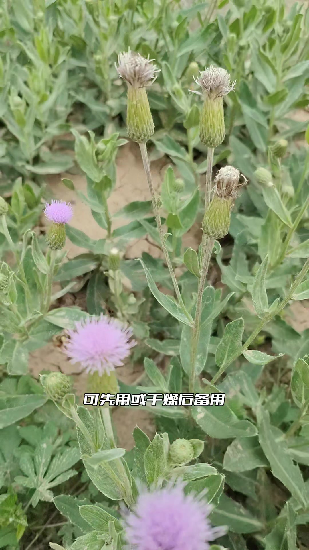 小蓟又名七七菜,全身是宝,村里老先生忙着采回家