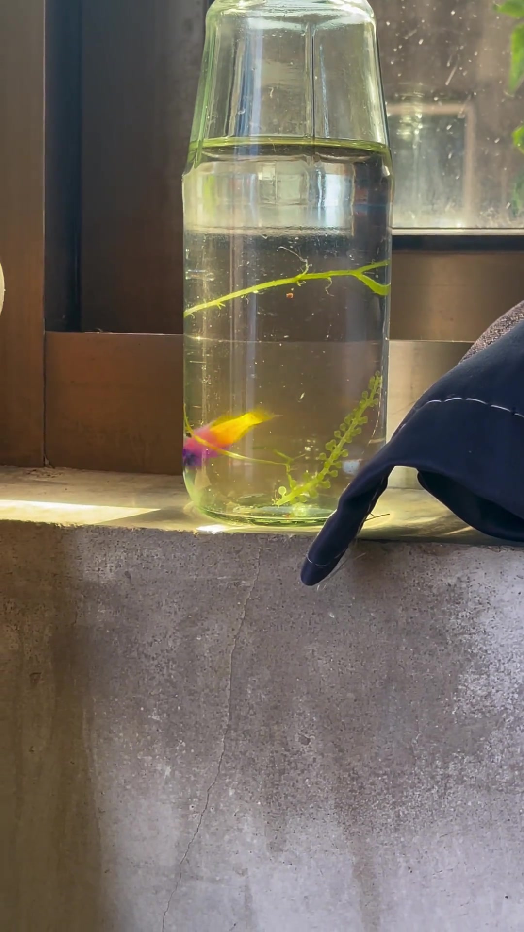 美国鬼王当泰国斗鱼养,观赏鱼,鬼王变鬼斗的奇妙现象