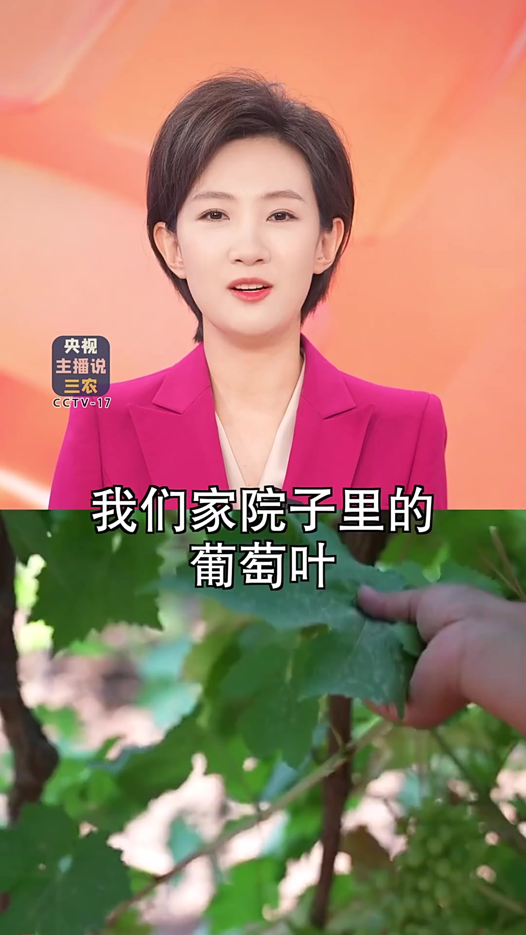 啥?!没人要的葡萄叶出口?!卖得比葡萄还贵?