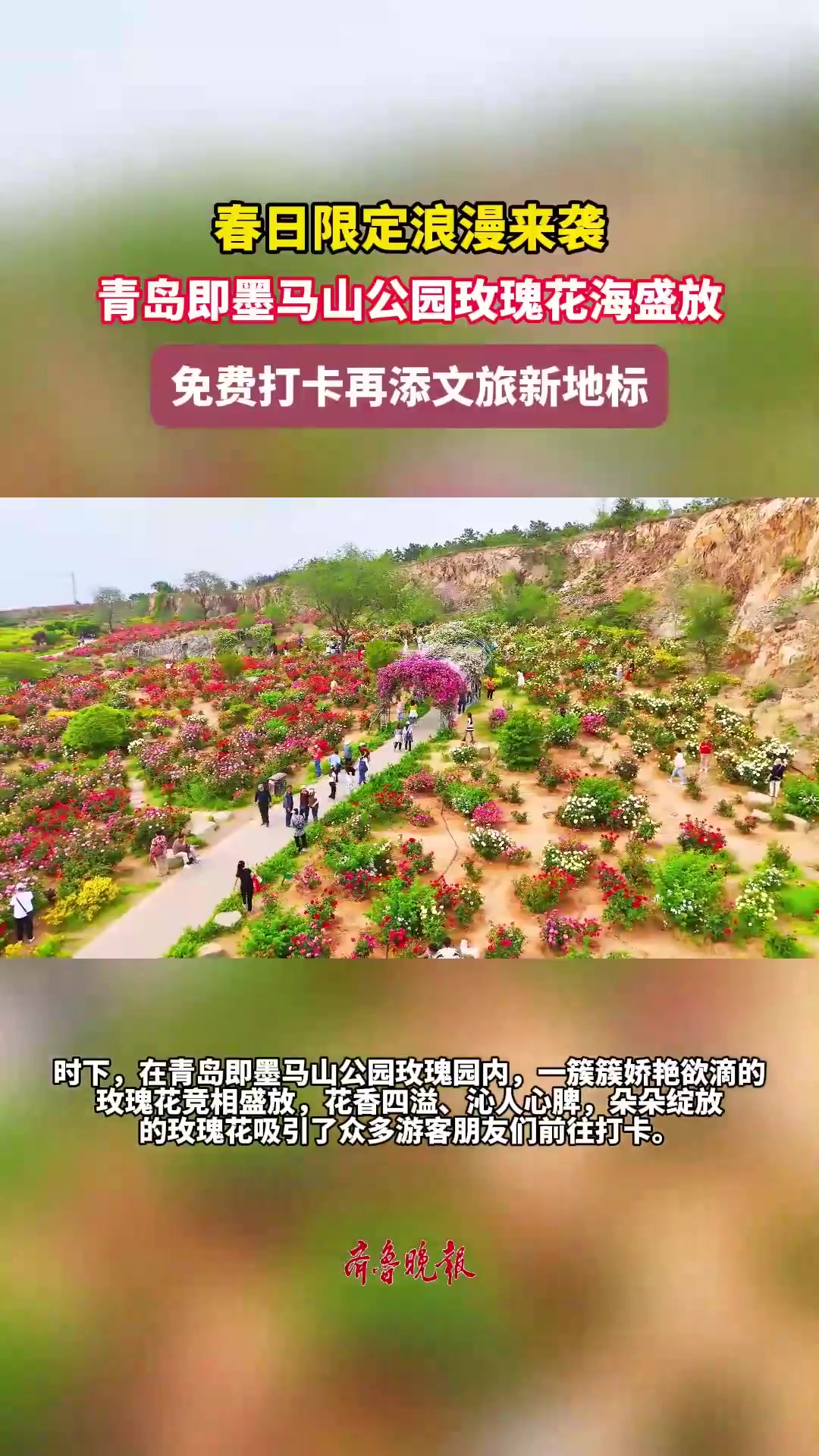 琴视频丨免费赏花新地标!青岛即墨马山公园玫瑰花海盛放