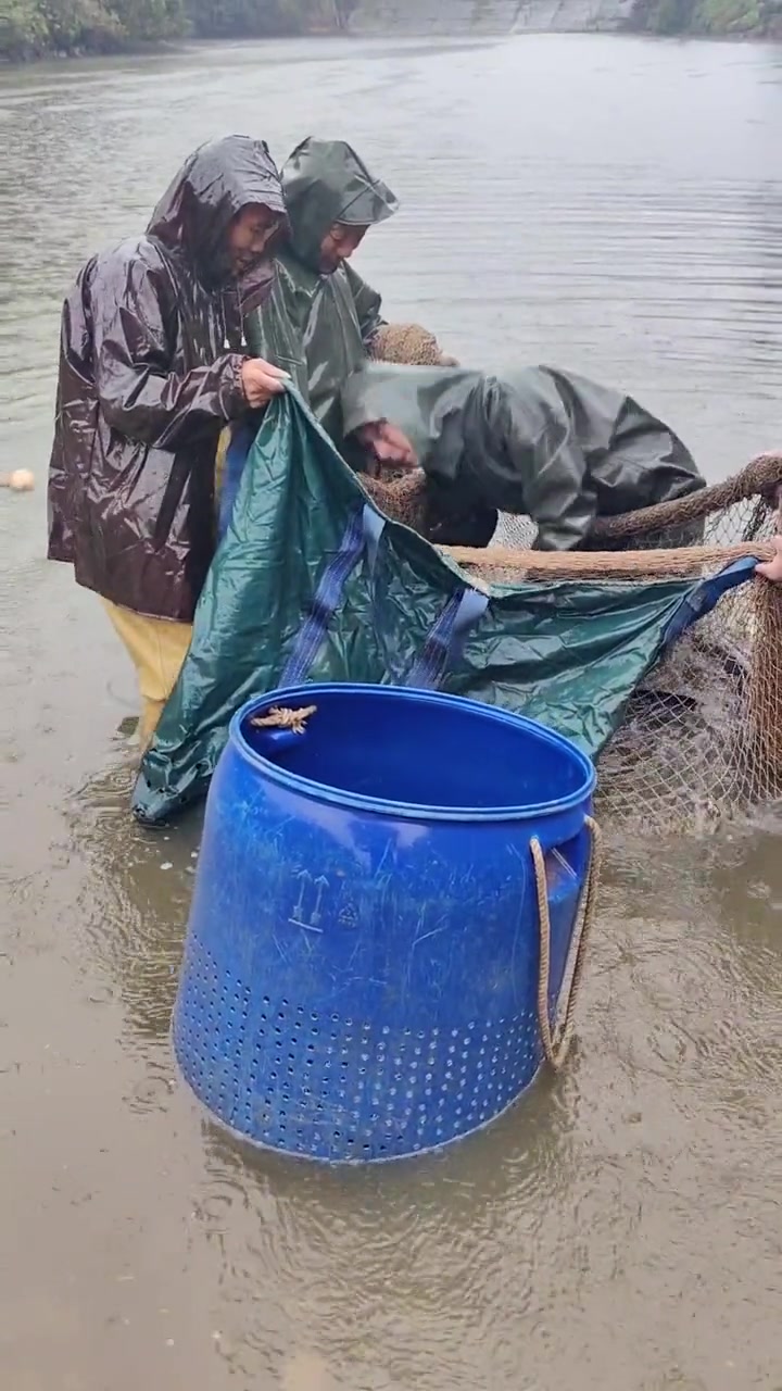 今天捞了4个大青鱼平均80斤一个