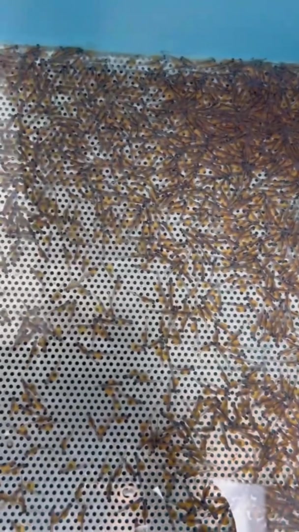 新华全媒+|国家一级保护动物川陕哲罗鲑实现全人工规模化繁育