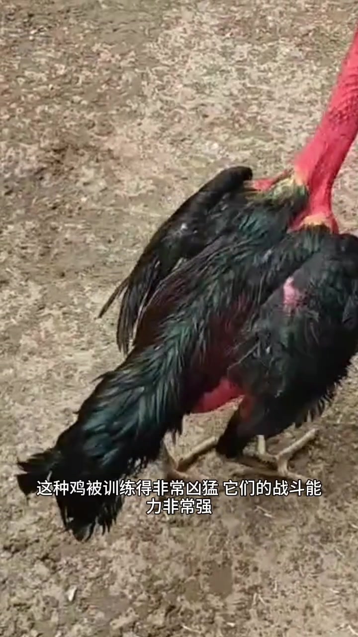 正宗成年斗鸡养殖观赏