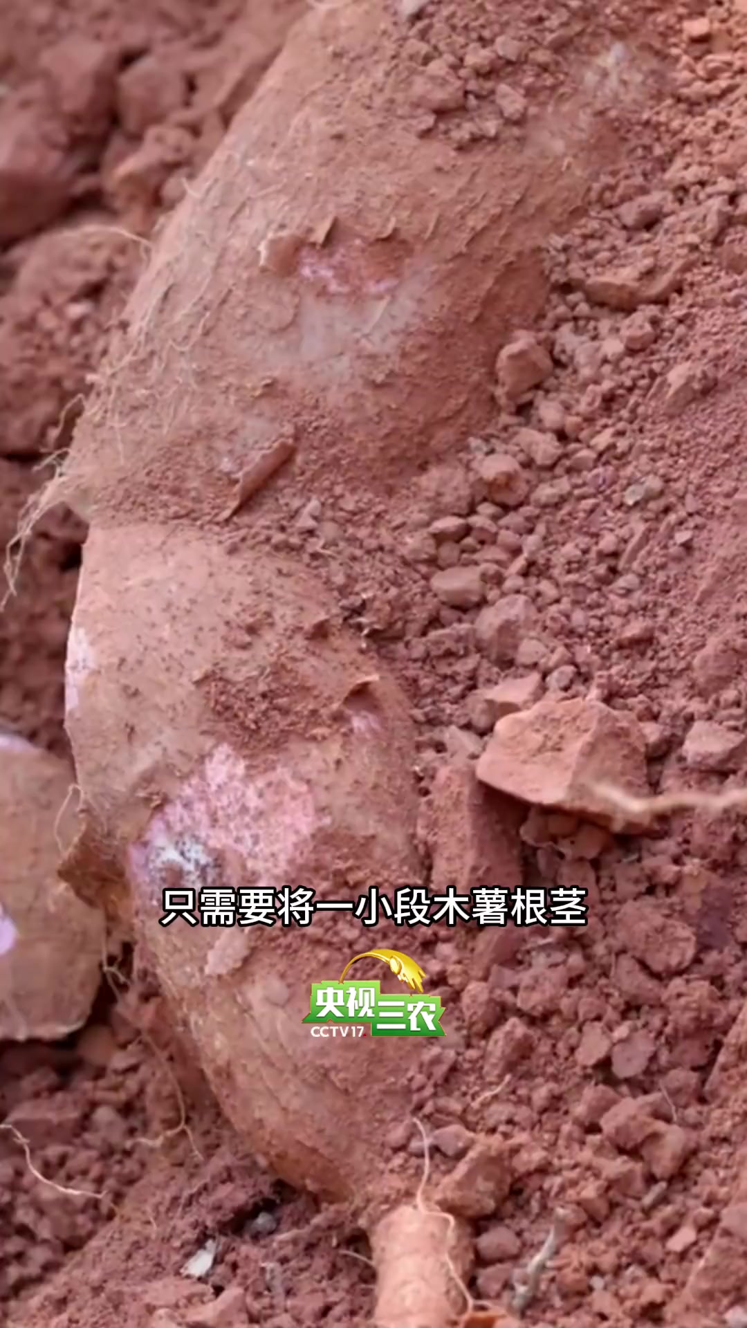 这种有毒的作物,是奶茶里你最爱的配料!