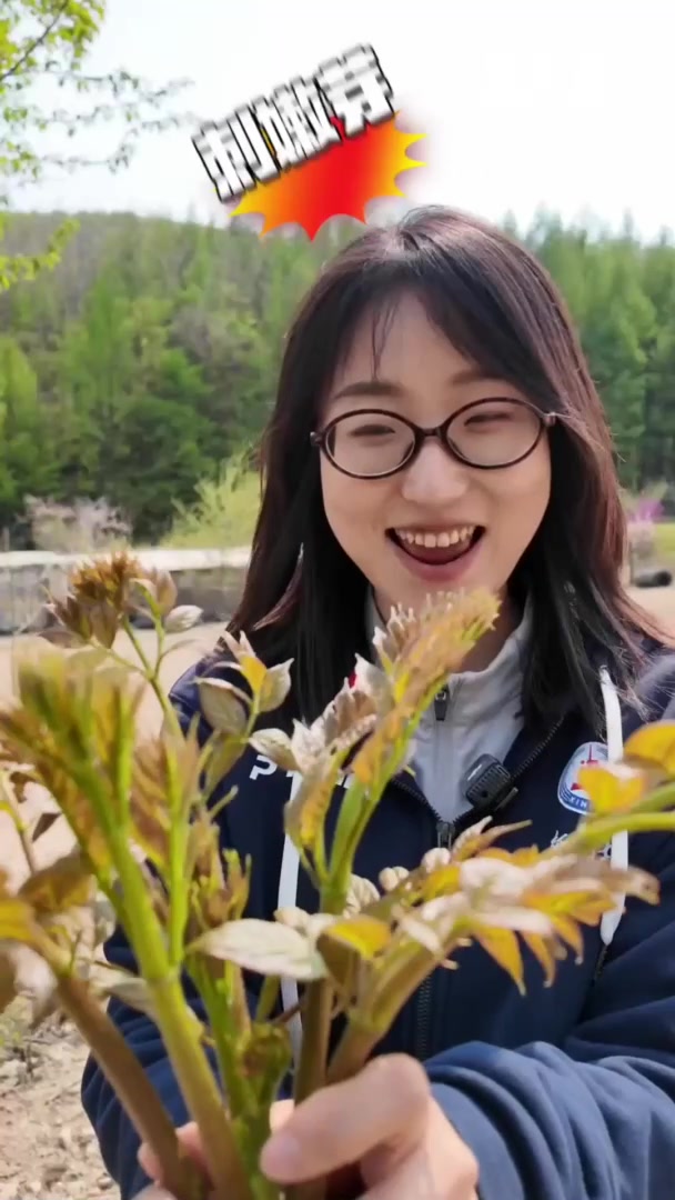 秀我中国|大自然的馈赠!探秘东北山野菜里的生态密码