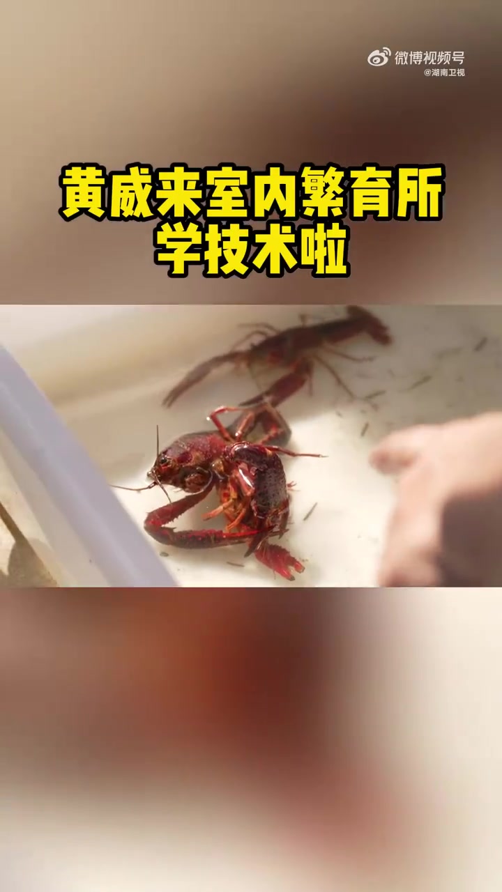 在湖南省水产科学研究所,小龙虾妈妈们集体“怀孕”了。黄威为了解决自家种苗退化的问题,专门来