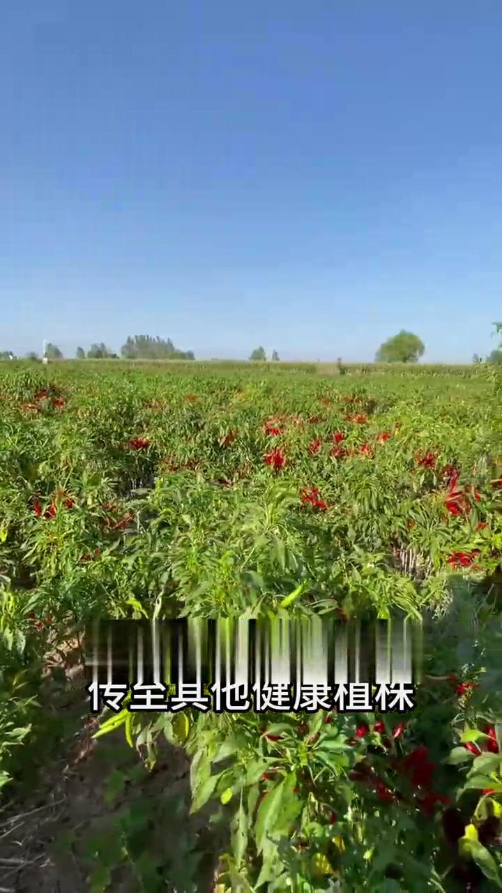 辣椒叶片上有斑点，细菌性叶斑病惹得祸！怎么防？
