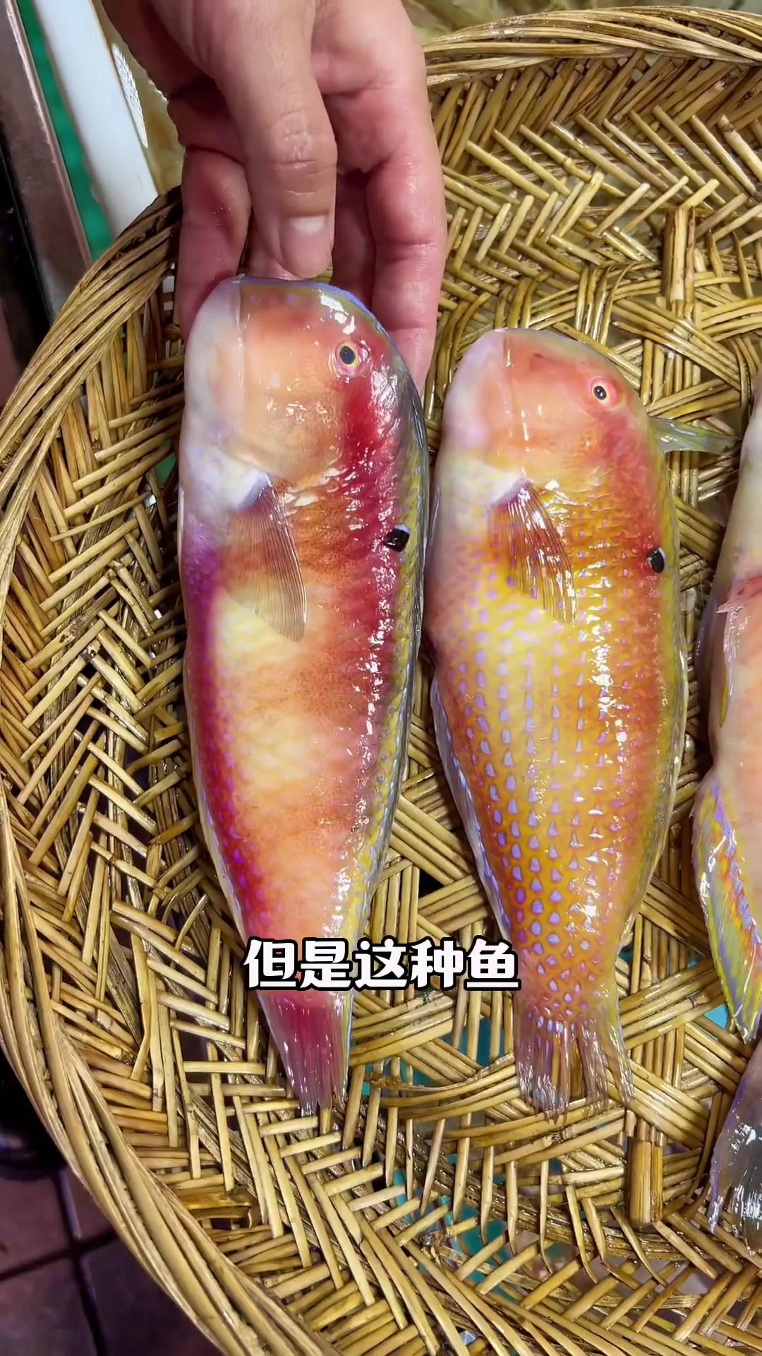 我们在市面上买的鹦哥鱼,有红桃K鹦哥鱼、赤壳鹦哥鱼、柴头鹦哥鱼、妹仔鹦哥鱼、哪一种更适合你