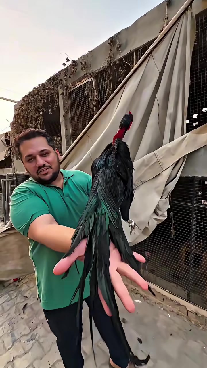 究竟如何精准挑选斗鸡!