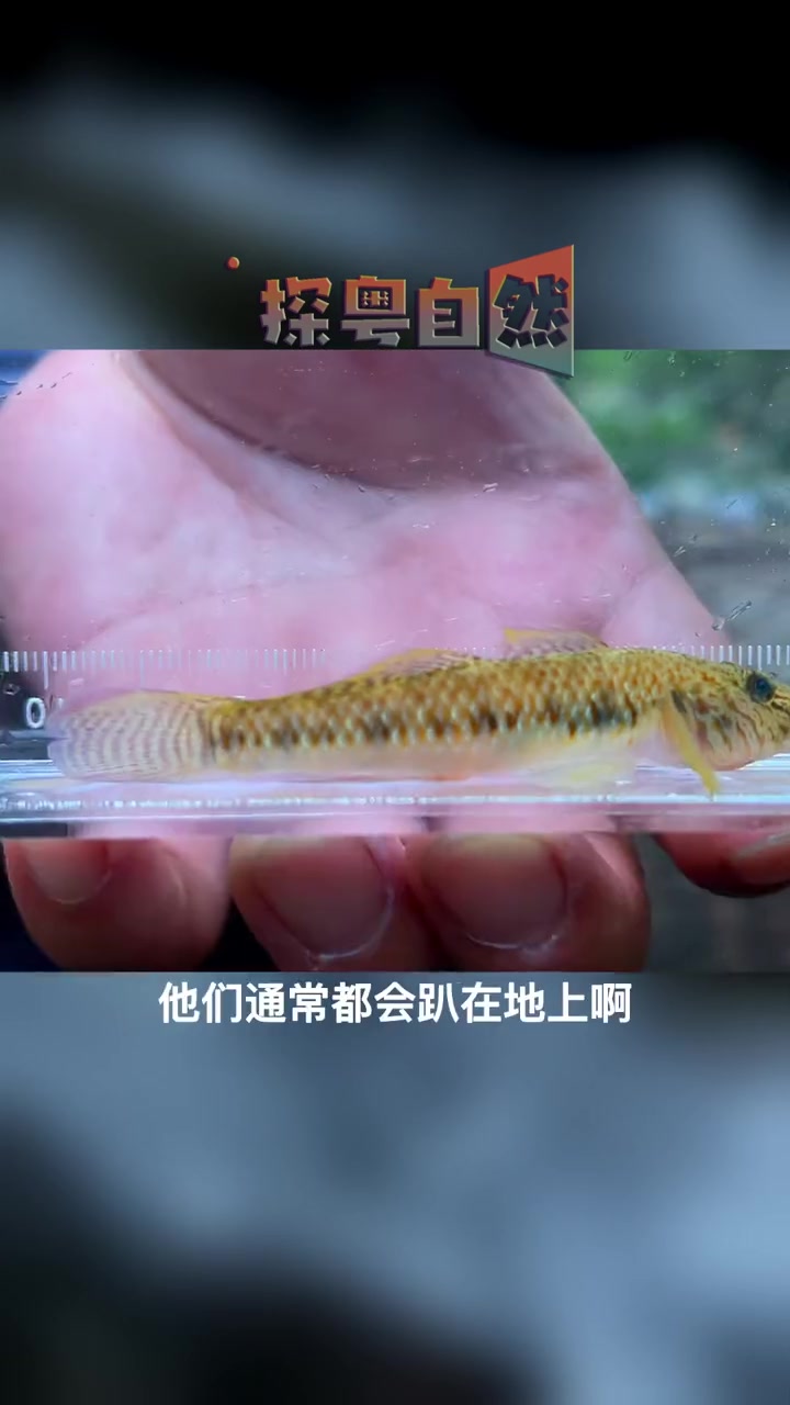 最美原生鱼——子陵吻虾虎