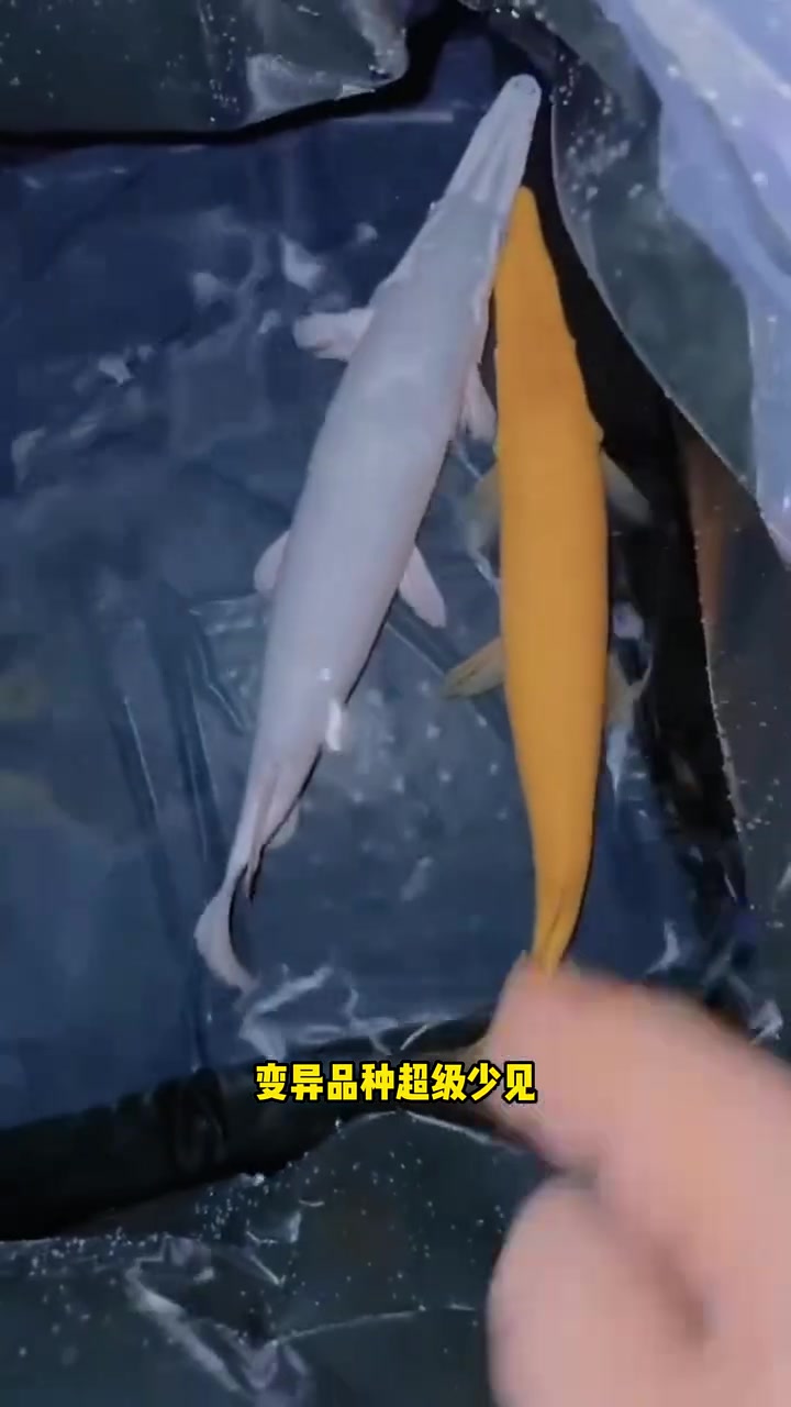 这条会发光的白鱼也太酷了吧 水族 观赏鱼