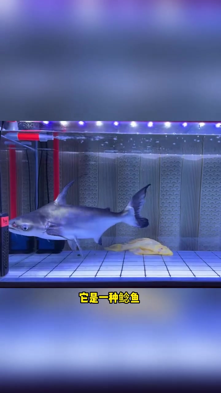 便宜又好养的八大猛鱼 水族 观赏鱼