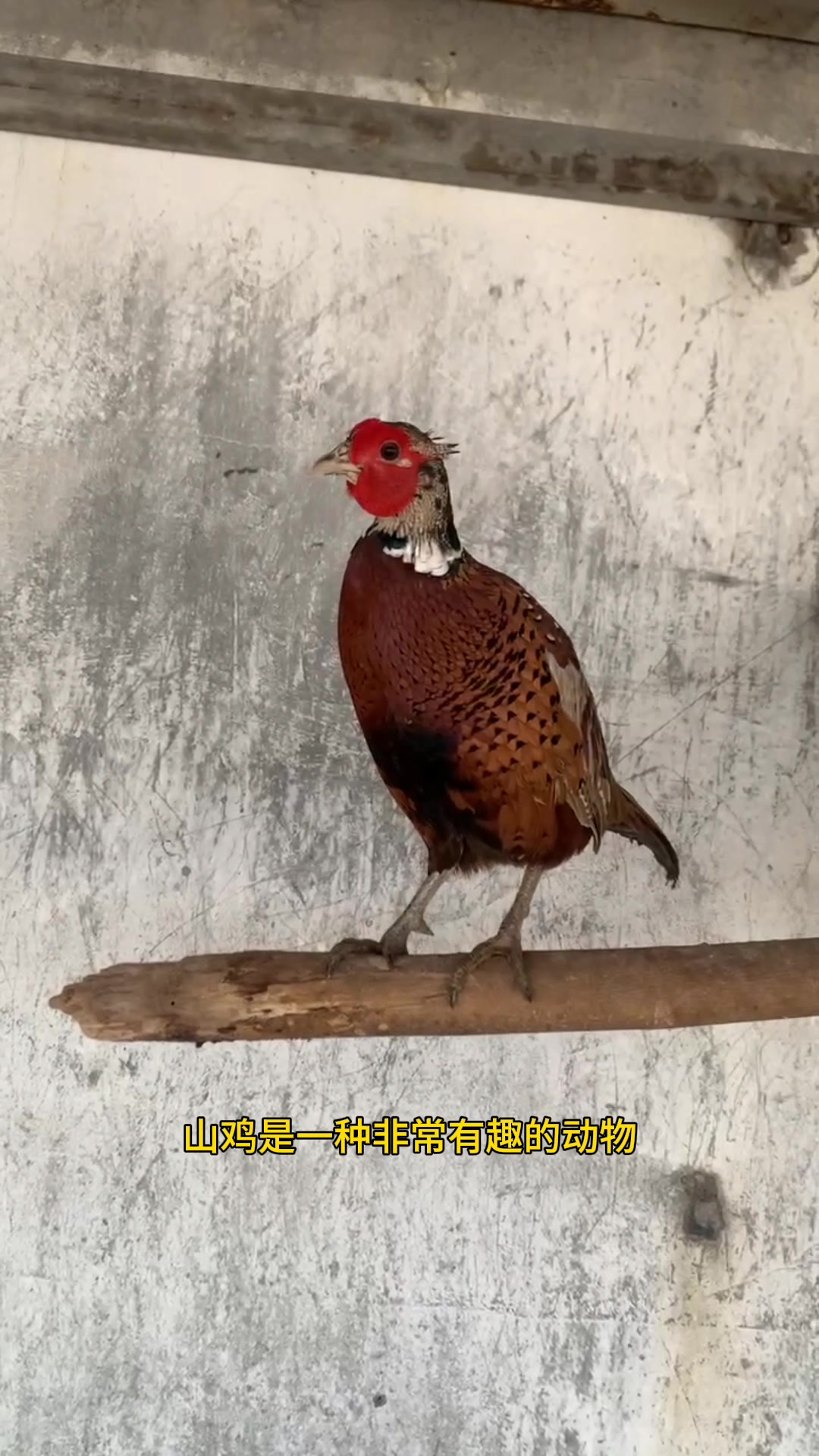 七彩山鸡养殖基地可视频挑选