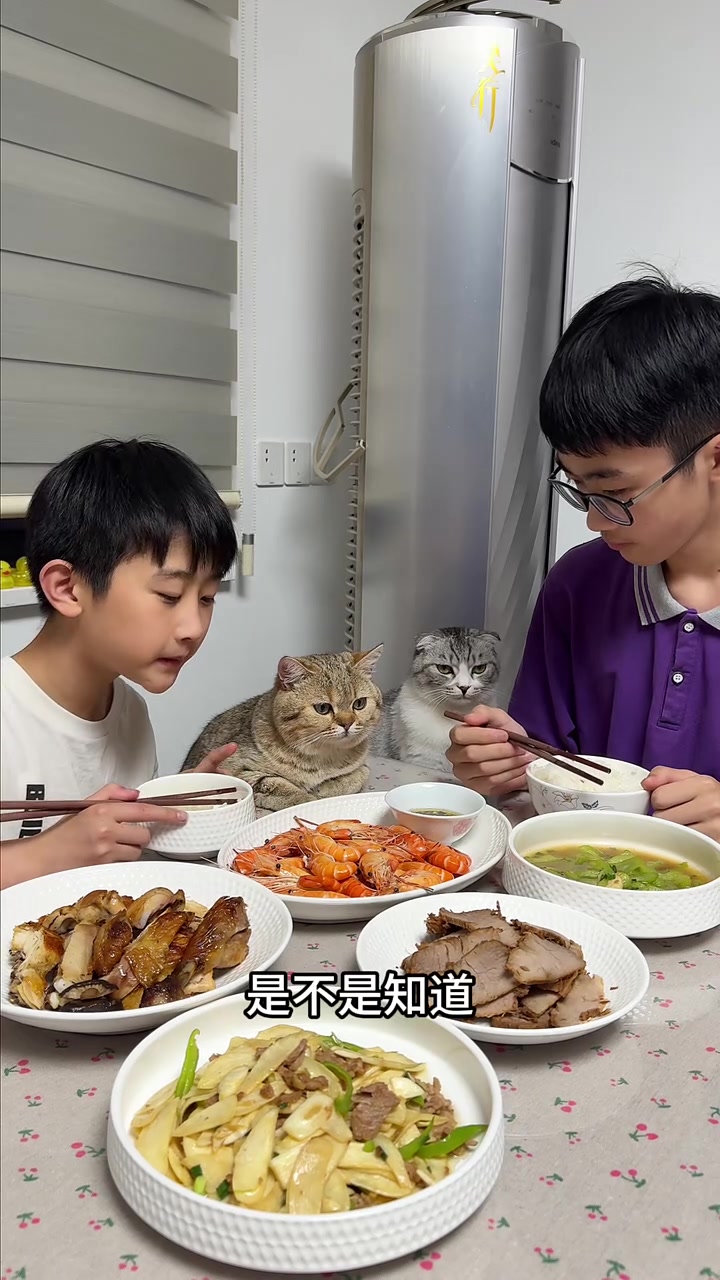 哥哥过生日,猫咪抢先品尝蛋糕,温馨瞬间