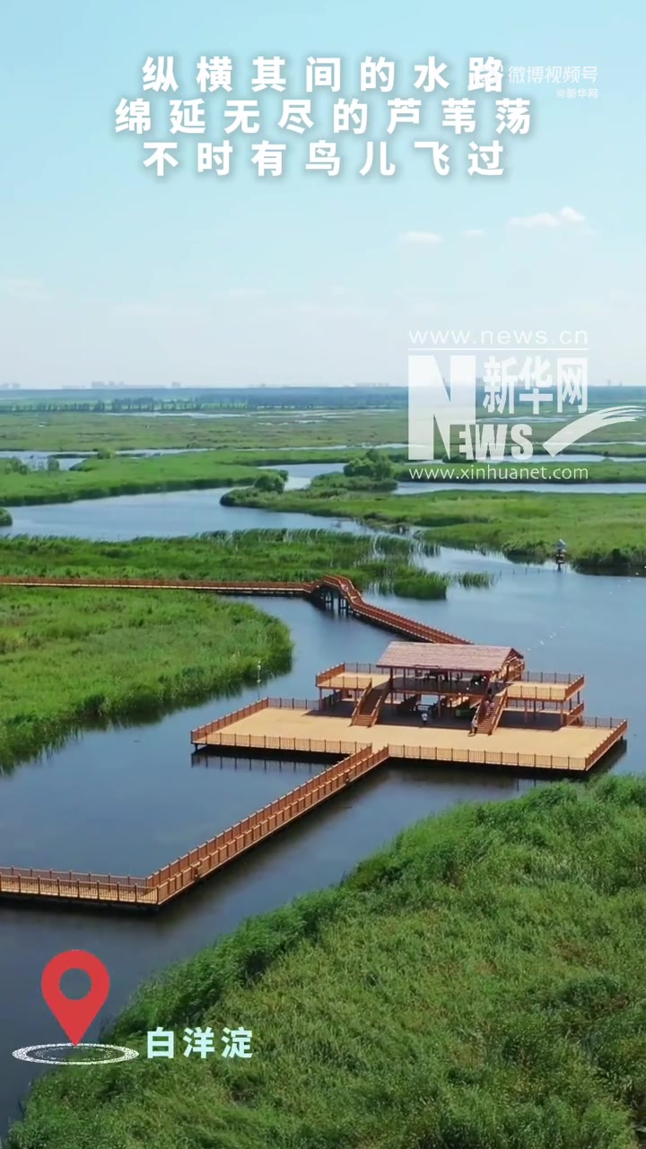 初夏的白洋淀,碧波荡漾、生机盎然、风光旖旎。水路纵横其间,芦苇荡绵延无尽。蓝天碧水之间,不